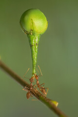 red ant action carrying cutleaf groundcherry, wild tomato, camapu, and winter cherry and chocolate fruit on tree branch
nest on a green background. Hardworking strong ants (weaver ants)