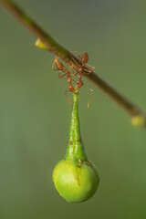 red ant action carrying cutleaf groundcherry, wild tomato, camapu, and winter cherry and chocolate fruit on tree branch
nest on a green background. Hardworking strong ants (weaver ants)
