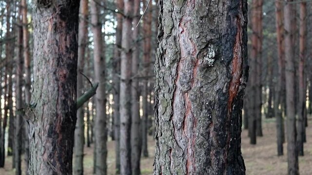 Pine trunk with rough bark close-up. Walk through the coniferous forest. Natural textures.