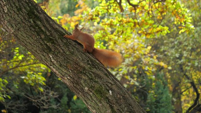 A ginger squirrel sits on a tree trunk, scratches its ear with its paw and rubs its muzzle against a tree, gallops along the tree and leaves the frame. 4K