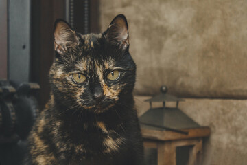 A tortoiseshell cat is sitting on the floor near an electric fireplace