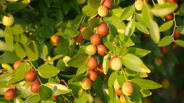 Ziziphus jujuba, commonly called jujube, red date. Plant, Organic Garden