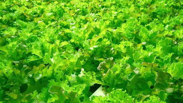 Grow Frize leaf lettuce in a greenhouse. Andivy or Chicory salad lat. Cich rium end via. Curly endive is a useful nutritious plant to eat. Green leaves and bushes. A bunch of vitamin food.