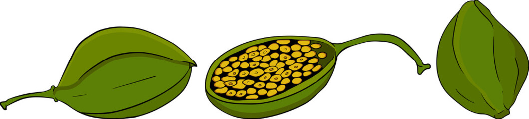 Capers color flat icon. Ripe green vegetable. Vegetarian delicious. Eco organic food.