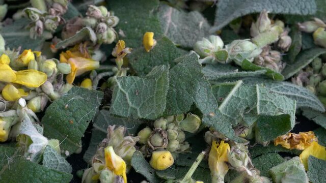 Cutting Great Mullein in small pieces (Verbascum thapsus) - (4K)