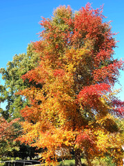 Colours of autumn fall - beautiful black Tupelo tree in front of blue sky