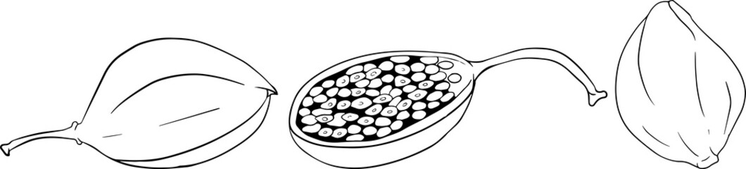 Capers color flat icon. Ripe green vegetable. Vegetarian delicious. Eco organic food. Coloring pages