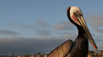 Wild brown pelican on wooden pier railing, Oceanside boardwalk, California ocean beach, USA wildlife. Gray pelecanus by sea water. Close up of coastal big bird in freedom and seascape. Large bill beak