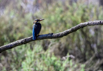 Female common kingfisher also known as the Eurasian kingfisher and river kingfisher perching on tree branch , Thailand