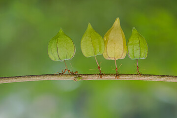 red ant action carrying cutleaf groundcherry, wild tomato, camapu, and winter cherry and chocolate fruit on tree branch
nest on a green background. Hardworking strong ants (weaver ants)