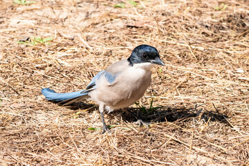 Azure-winged magpie (Cyanopica cyanus) searching for the food on the forest floor