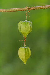 red ant action carrying cutleaf groundcherry, wild tomato, camapu, and winter cherry and chocolate fruit on tree branch
nest on a green background. Hardworking strong ants (weaver ants)