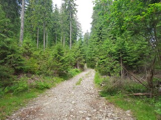 Fototapeta premium Dirt road through a deciduous summer forest. Nature and travel. Active lifestyle