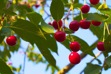 Ripe red berries hang on the branches of a fruit tree. Ripe cherries.