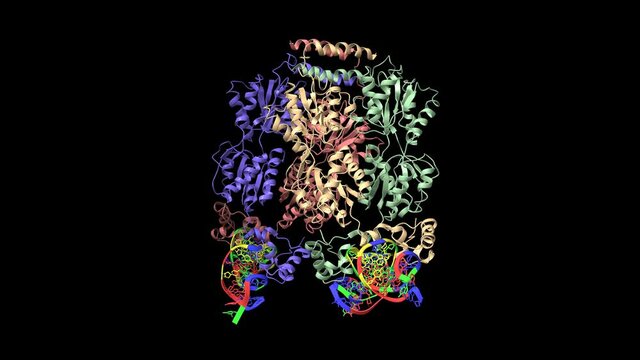 Lactose operon repressor of E. coli bound to 21-base pair symmetric operator DNA. Animated 3D cartoon and Gaussian surface models, chain id color scheme, PDB 1lbg, black background