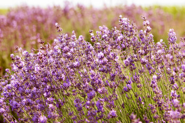 Naklejka premium Lavender on the field close-up