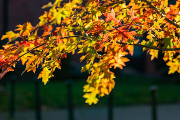 Colorful leaves in autumn and fall shine bright in the backlight and show their leaf veins in the sunlight with orange, red and yellow colors as beautiful side of nature in the cold season