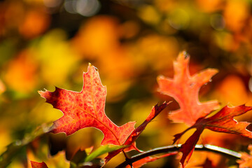 Fototapeta premium Colorful leaves in autumn and fall shine bright in the backlight and show their leaf veins in the sunlight with orange, red and yellow colors as beautiful side of nature in the cold season