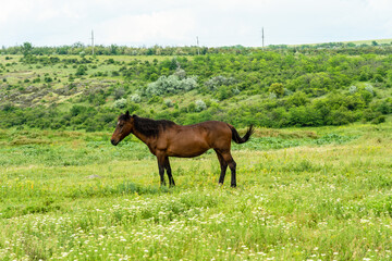Naklejka na ściany i meble Horse on the beautiful field. Wildlife picture