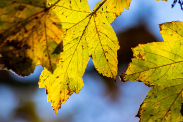 Colorful leaves in autumn and fall shine bright in the backlight and show their leaf veins in the indian summer with orange, red and yellow colors as beautiful side of nature in the cold season