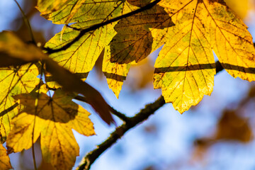 Colorful leaves in autumn and fall shine bright in the backlight and show their leaf veins in the indian summer with orange, red and yellow colors as beautiful side of nature in the cold season