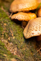 Big mushrooms in a forest found on mushrooming tour in autumn with brown foliage in backlight on the ground in mushroom season as delicious but possibly poisonous and dangerous forest fruit