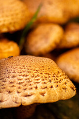 Big mushrooms in a forest found on mushrooming tour in autumn with brown foliage in backlight on the ground in mushroom season as delicious but possibly poisonous and dangerous forest fruit