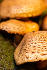 Big mushrooms in a forest found on mushrooming tour in autumn with brown foliage in backlight on the ground in mushroom season as delicious but possibly poisonous and dangerous forest fruit