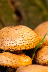 Big mushrooms in a forest found on mushrooming tour in autumn with brown foliage in backlight on the ground in mushroom season as delicious but possibly poisonous and dangerous forest fruit