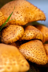 Big mushrooms in a forest found on mushrooming tour in autumn with brown foliage in backlight on the ground in mushroom season as delicious but possibly poisonous and dangerous forest fruit