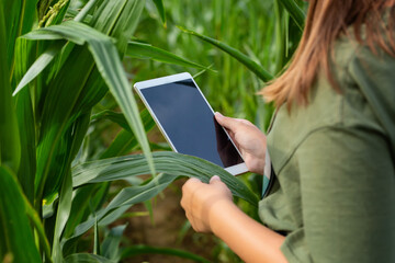 Farmer or an agronomist inspect a field of corn cobs. The concept of agricultural business. Agronomist with tablet checks the corn cobs
