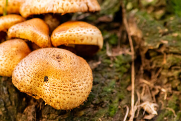 Big mushrooms in a forest found on mushrooming tour in autumn with brown foliage in backlight on the ground in mushroom season as delicious but possibly poisonous and dangerous forest fruit
