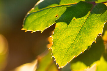 Colorful leaves in autumn and fall shine bright in the backlight and show their leaf veins in the sunlight with orange, red and yellow colors as beautiful side of nature in the cold season
