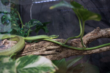 Serpiente verde de perfil sobre un tronco