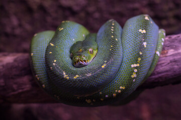 Una serpiente verde, la pitón arborícola, enrollada sobre un tronco