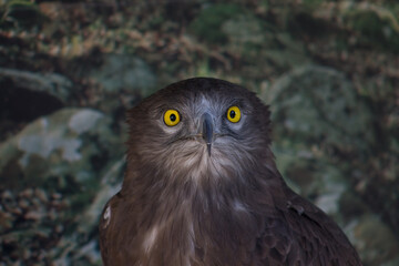 Un águila mirando de frente con sus ojos amarillos