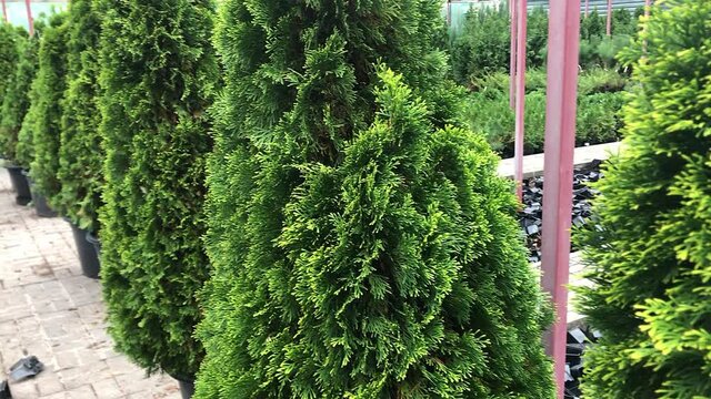 Autumn sale of spruce trees and shrubs in the plant nursery