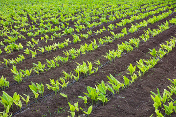 Green turmeric agriculture field at india