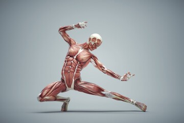 Muscular system of a man dancing and exercising