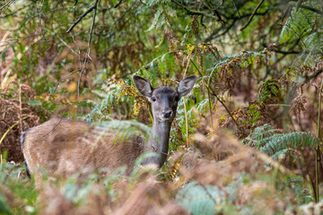 European Fellow Deer, Dama dama in a woodland setting.