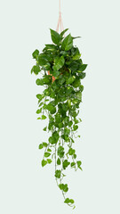 Marble Pothos indoor hanging plant