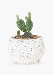Bunny ears cactus in a pot