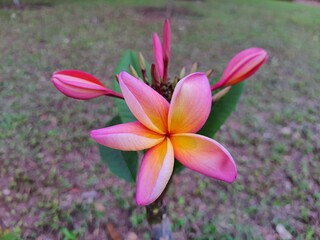 Close-up of a flower of Jasmine-mango (Plumeria rubra) is a plant of the genus Plumeria. Also known as Frangipani. In a garden Blurred background.