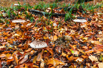 Shaggy Parasol mushroom in a forest. Chlorophyllum rhacodes