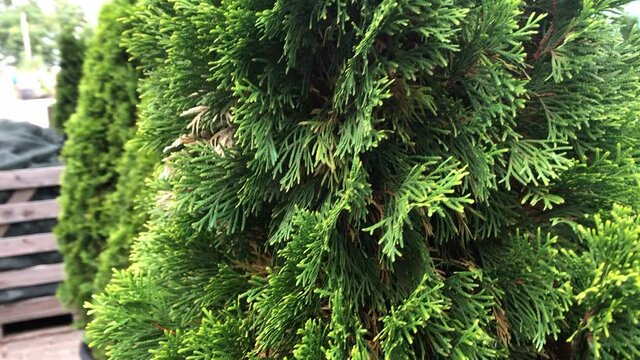 Autumn sale of spruce trees and shrubs in the plant nursery