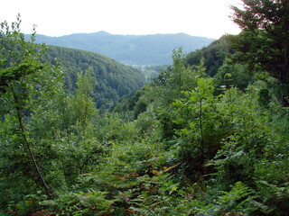 Amazing landscape of endless mountain forests in bright colors of summer evening.
