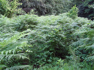 Obraz premium A gentle soft fern with a green carpet covers the foot of the trees in the thickets of the mountain forest.