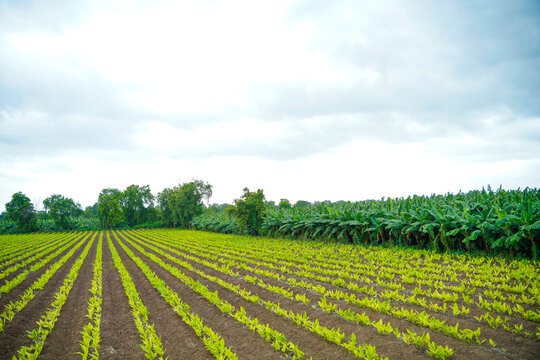 Green turmeric agriculture field at india