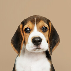 Adorable Beagle puppy solo portrait