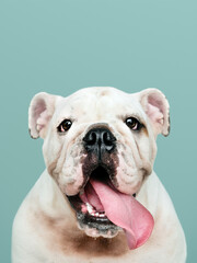 Obraz premium Adorable white Bulldog puppy portrait